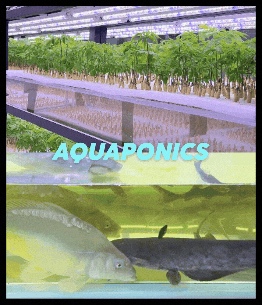 d8a88538bcea3d1286b6668b272293aa_1749777962_3546.gif
